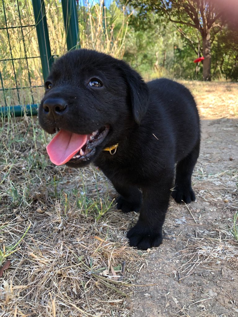 Amandine Azzopardi - Chiots disponibles - Labrador Retriever