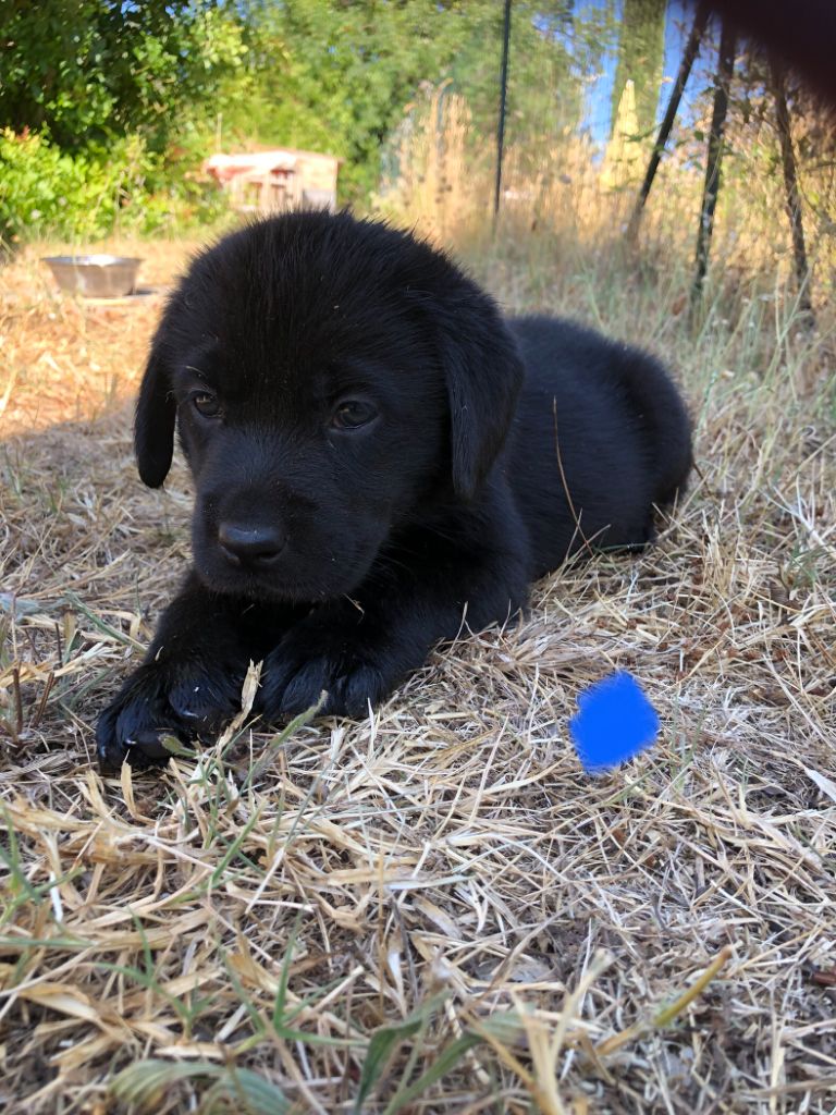 Amandine Azzopardi - Chiots disponibles - Labrador Retriever