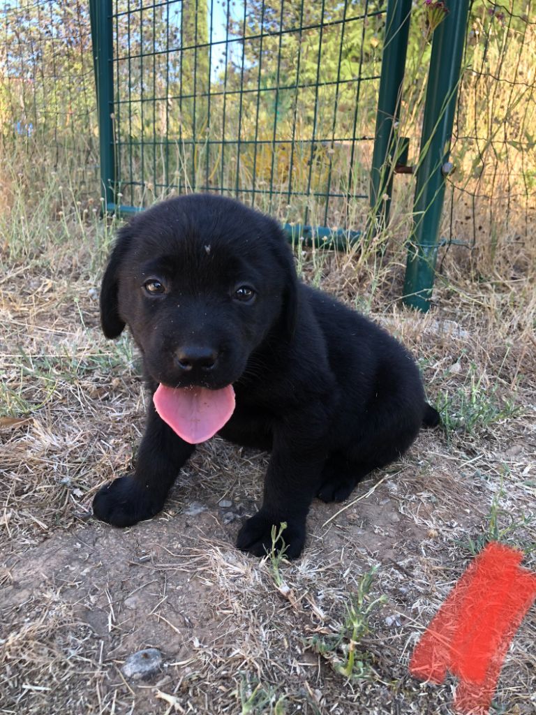 Amandine Azzopardi - Chiots disponibles - Labrador Retriever