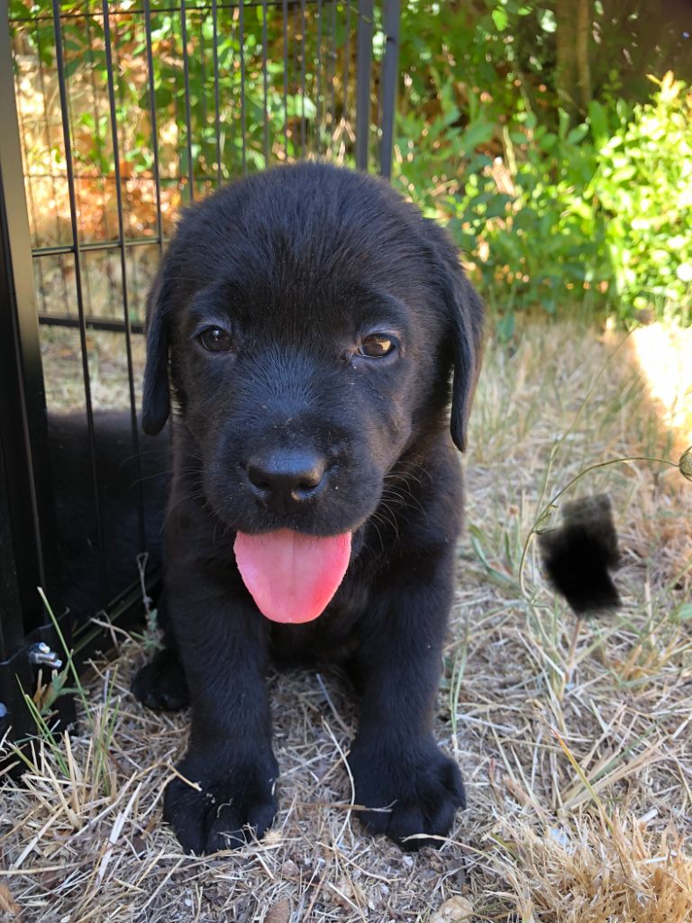 Amandine Azzopardi - Chiots disponibles - Labrador Retriever